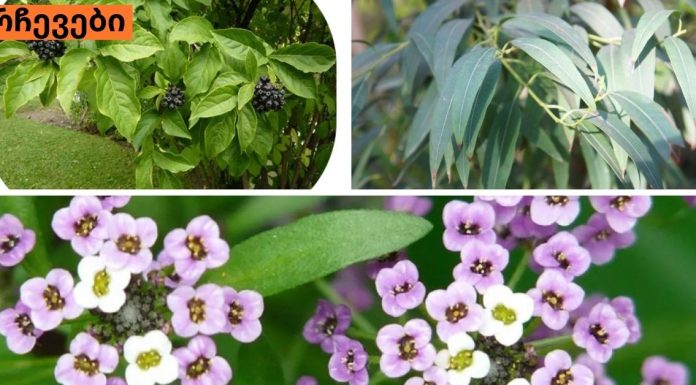 მცენარეები,როგორც ანტიბიოტიკები.