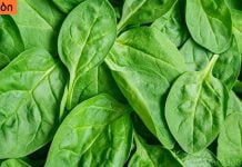 ამ მცენარეს “ღვთის საჩუქარს” უწოდებენ, რადგან მას შეუძლია დაგეხმაროთ 100-ზე მეტი დაავადების განკურნებაში!