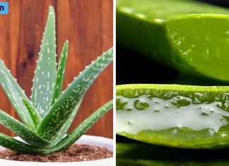 ალოე ვერას სარგებელი დაავადებების მკურნალობაში