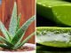 ალოე ვერას სარგებელი დაავადებების მკურნალობაში