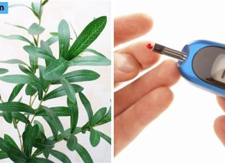 დიაბეტის სამკურნალო მცენარეული გზები