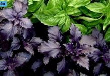 აღმოაჩინეთ რეჰანის 6 საოცარი სარგებელი, რომელიც გაგაოცებთ!