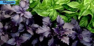 აღმოაჩინეთ რეჰანის 6 საოცარი სარგებელი, რომელიც გაგაოცებთ!