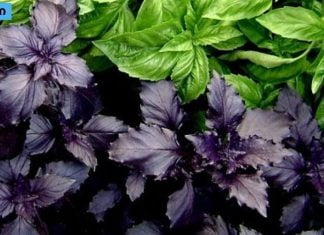 აღმოაჩინეთ რეჰანის 6 საოცარი სარგებელი, რომელიც გაგაოცებთ!