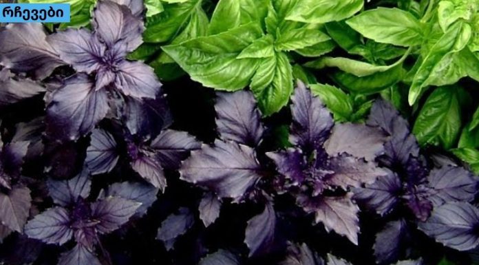 აღმოაჩინეთ რეჰანის 6 საოცარი სარგებელი, რომელიც გაგაოცებთ!