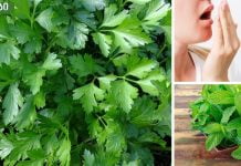 პირის ღრუს (ცუდი) სუნის მკურნალობა.