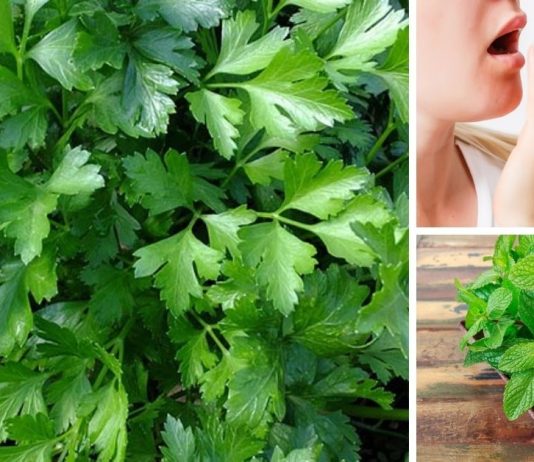 პირის ღრუს (ცუდი) სუნის მკურნალობა.