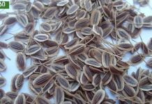 წნევის დასავიწყებლად საჭიროა აიღოთ ერთი მუჭა კამის თესლი!