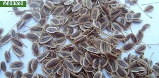 წნევის დასავიწყებლად საჭიროა აიღოთ ერთი მუჭა კამის თესლი!