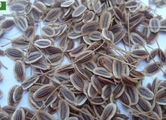 წნევის დასავიწყებლად საჭიროა აიღოთ ერთი მუჭა კამის თესლი!