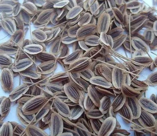 წნევის დასავიწყებლად საჭიროა აიღოთ ერთი მუჭა კამის თესლი!