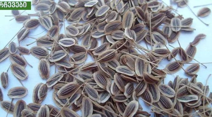 წნევის დასავიწყებლად საჭიროა აიღოთ ერთი მუჭა კამის თესლი!