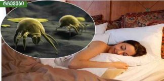 როგორ მოვაშოროთ მტვრის პარაზიტები, რომლებიც ყველას სახლში ბინადრობენ.მეც ამ მეთოდით მოვაშორე პარაზიტები.