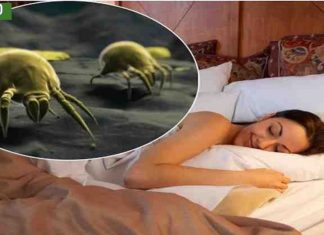 როგორ მოვაშოროთ მტვრის პარაზიტები, რომლებიც ყველას სახლში ბინადრობენ.მეც ამ მეთოდით მოვაშორე პარაზიტები.