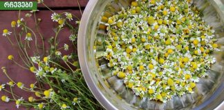 გვირილის სარგებელი ჯანმრთელობისთვის