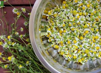 გვირილის სარგებელი ჯანმრთელობისთვის