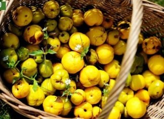 ამ საოცარი პროდუქტით გაიუმჯობესებთ ჯანმრთელობას და თავიდან აიცილებ უამრავ ვერაგ დაავადფებას.