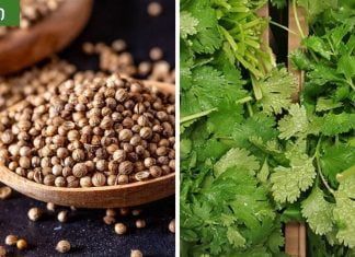 ქინძი მეგონა უბრალო მცენარე,ამდენი სასარგებლო თვისება თუ ექნებოდა არ მეგონა.