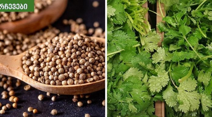 ქინძი მეგონა უბრალო მცენარე,ამდენი სასარგებლო თვისება თუ ექნებოდა არ მეგონა.