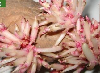 ჩემს ნათესავს დიდი ხნის განმავლობაში აწუხებდა მუხლის ტკივილი.უნიკალური რეცეპტი სახსრების აღდგენისთვის