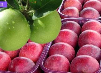 ვაშლის დიეტა – წონაში 7 კილოგრამამდე დაკლება შეგიძლიათ 7 დღეში