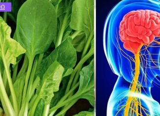 ჩემმა ექიმმა მასწავლა პროდუქტები, რომელებიც ბუნებრივად ამშვიდებს ნერვულ სისტემას