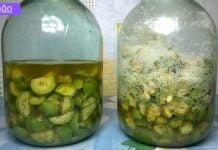 მკითხველი ამბობს,რომ ასეთი წამლის შესახებ ბებიისგან შეიტყო,რომელმაც 90 წელი იცოცხლა.წამალი მწვანე კაკლისგან: აუმჯობესებს მხედველობას, მკურნალობს ფარისებრ ჯირკვალს, სახსრებს და ა.შ