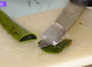 ალოე ვერა უკვდავების მცენარეა – დაგეხმარებათ წონაში დაკლებაში, განკურნავთ 50-ზე მეტ დაავადებას!