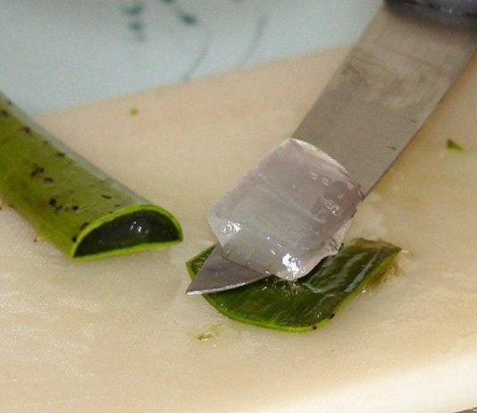 ალოე ვერა უკვდავების მცენარეა – დაგეხმარებათ წონაში დაკლებაში, განკურნავთ 50-ზე მეტ დაავადებას!