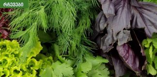 ამ მწვანილების გარეშე არცერთი დღე უნდა გაატაროთ.ყველაზე ჯანსაღი მწვანილი