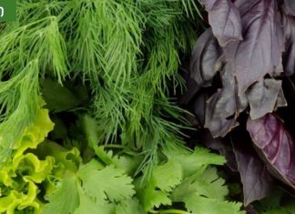 ამ მწვანილების გარეშე არცერთი დღე უნდა გაატაროთ.ყველაზე ჯანსაღი მწვანილი