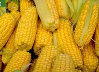 სიმინდის სარგებელი ჯანმრთელობასა და სილამაზეზე.