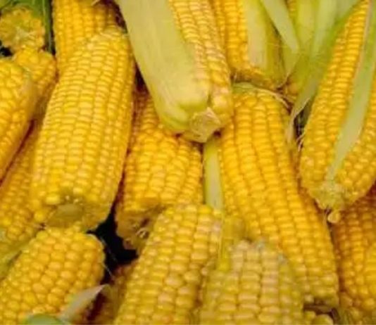 სიმინდის სარგებელი ჯანმრთელობასა და სილამაზეზე.