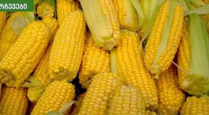 სიმინდის სარგებელი ჯანმრთელობასა და სილამაზეზე.