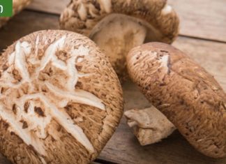 სოკო აახალგაზრდავებს ორგანიზმს.