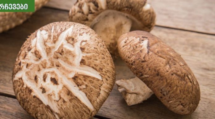 სოკო აახალგაზრდავებს ორგანიზმს.