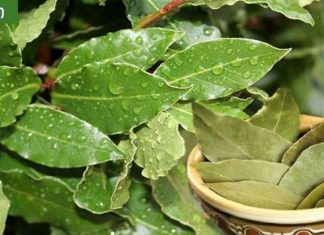 რა არის დაფნის საპონი და მისი ყველაზე მნიშვნელოვანი ესთეტიკური სარგებელი