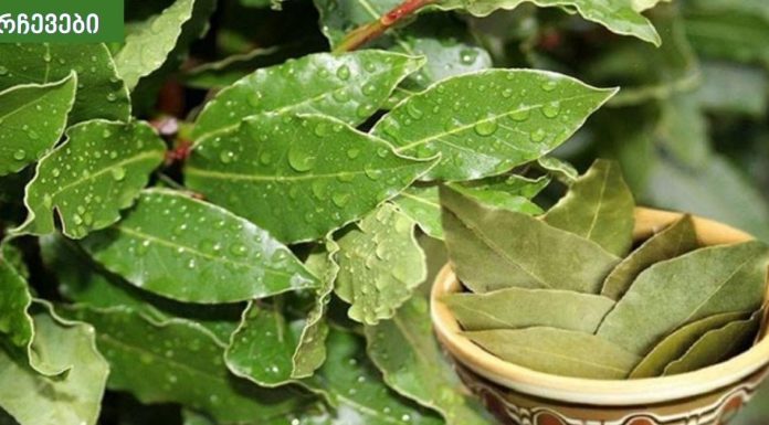 რა არის დაფნის საპონი და მისი ყველაზე მნიშვნელოვანი ესთეტიკური სარგებელი