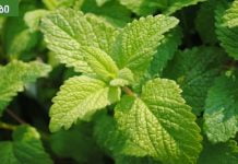 ჯანსაღი სასმელი, რომელიც გაგიმაგრებთ ფილტვებს