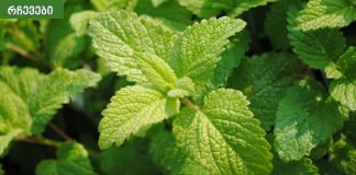 ჯანსაღი სასმელი, რომელიც გაგიმაგრებთ ფილტვებს