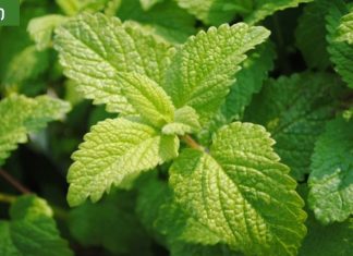 ჯანსაღი სასმელი, რომელიც გაგიმაგრებთ ფილტვებს