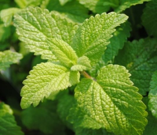 ჯანსაღი სასმელი, რომელიც გაგიმაგრებთ ფილტვებს