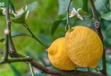 ჰიპერტენზიის მკურნალობა ხალხური მეთოდებით.უფროსებს ყოველთვის ვურჩევ.