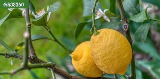 ჰიპერტენზიის მკურნალობა ხალხური მეთოდებით.უფროსებს ყოველთვის ვურჩევ.