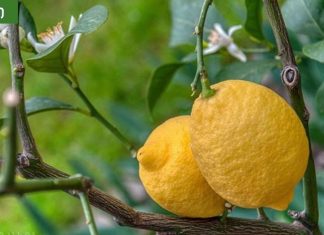 ჰიპერტენზიის მკურნალობა ხალხური მეთოდებით.უფროსებს ყოველთვის ვურჩევ.