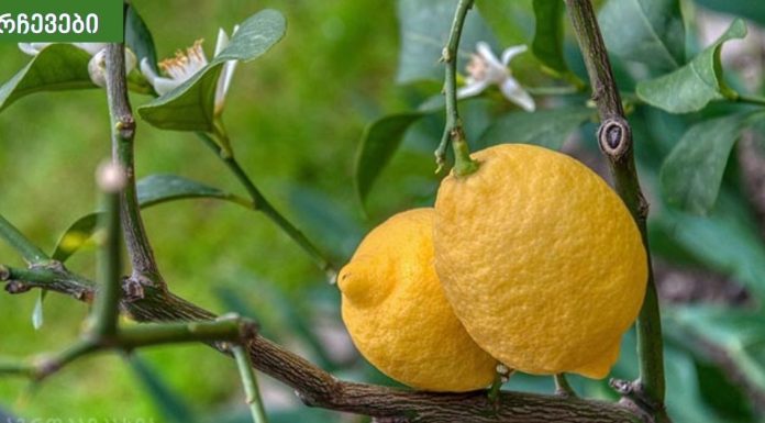 ჰიპერტენზიის მკურნალობა ხალხური მეთოდებით.უფროსებს ყოველთვის ვურჩევ.