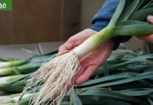 რატომ უნდა ვჭამოთ პრასი? პრასის სარგებელი უცნობი მხარეები