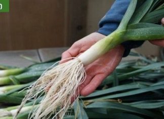 რატომ უნდა ვჭამოთ პრასი? პრასის სარგებელი უცნობი მხარეები