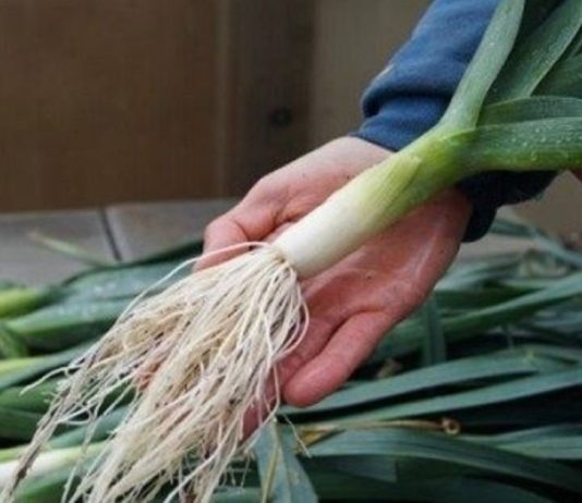 რატომ უნდა ვჭამოთ პრასი? პრასის სარგებელი უცნობი მხარეები