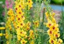 დალიეთ ეს ჩაი და მოიცილებთ ნახველს ფილტვებიდან, ტოქსინებს და მოიშორებთ ანთებას.